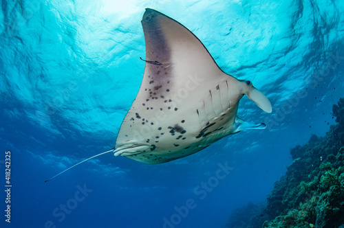 A beautiful manta ray swims above a cleaning station on a coral reef in Fiji.