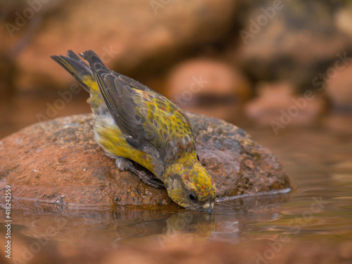 Aves