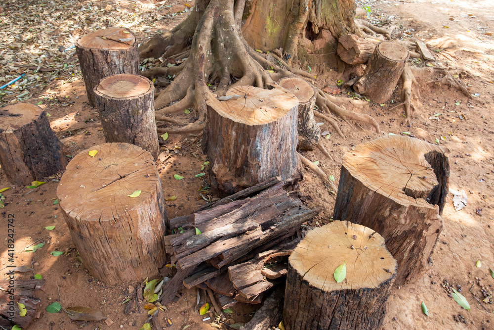 Logs that have been cut to work have thick bark. Logs that have been cut to work have thick bark.