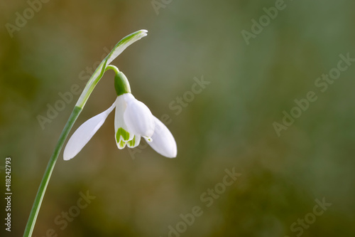 Snowdrop (Galanthus nivalis) white flower against soft green nature background, shallow depth of field macro photography