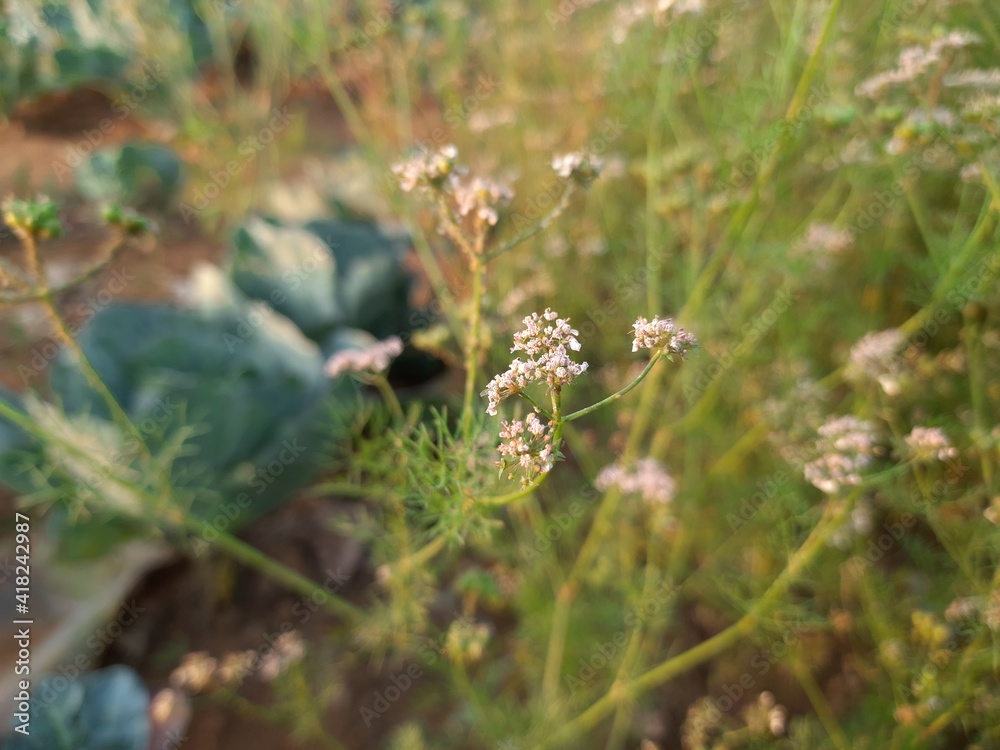 Beautiful cilantro coriander flowers blooming in spring time. Coriander flowers in the garden.Coriander flowers and fields. Its seed is a famous Spice. Made a sauce from its green leaves. Beautiful cilantro coriander flowers blooming in spring time. Coriander flowers in the garden.Coriander flowers and fields. Its seed is a famous Spice. Made a sauce from its green leaves.