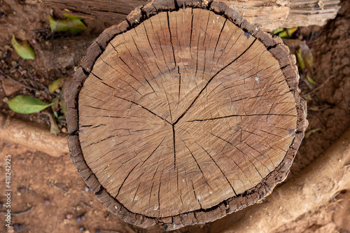 Logs that have been cut to work have thick bark.