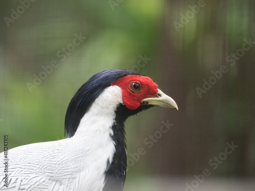 Male silver pheasant in closeup, tropical bird specie from Asia © Jatuporn