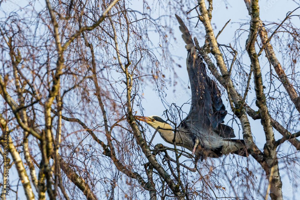 Fototapeta premium Graureiher (Ardea cinerea)