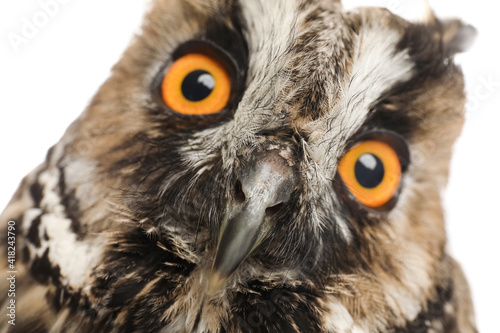 Beautiful eagle owl on white background, closeup. Predatory bird