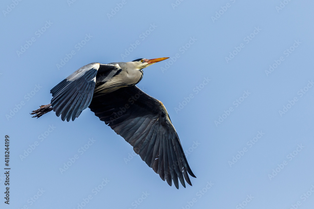 Obraz premium Graureiher (Ardea cinerea)