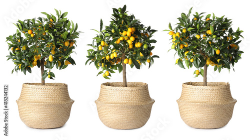 Set of kumquat trees with fruits in flowerpots on white background. Banner design photo