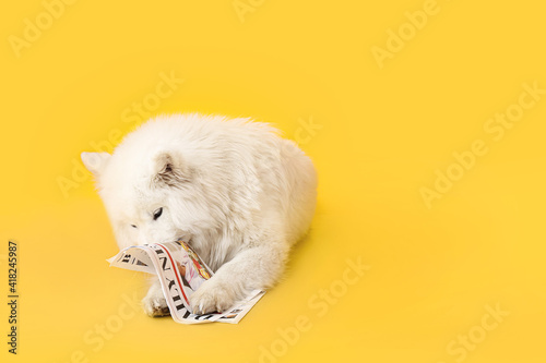 Cute Samoyed dog with newsp...