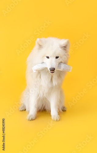 Cute Samoyed dog with newsp...