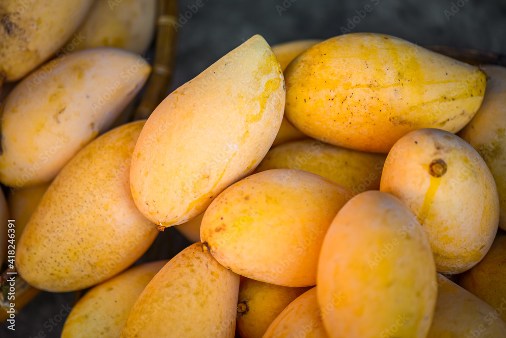 Close-up of freshly picked mangos from the mango tree. The yellow skin mango that is hidden inside is deliciously sweet. Close-up of freshly picked mangos from the mango tree. The yellow skin mango that is hidden inside is deliciously sweet.