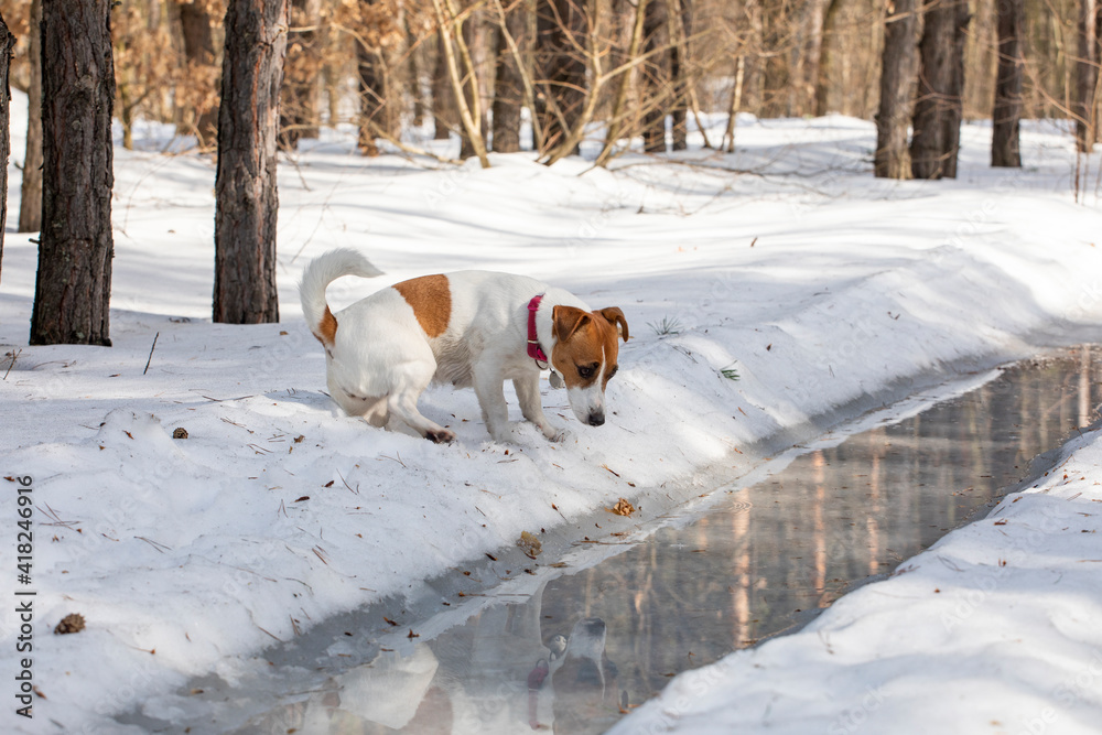 cute jack russell terrier looks into the puddles on the road in the forest and his reflection. cute jack russell terrier looks into the puddles on the road in the forest and his reflection.