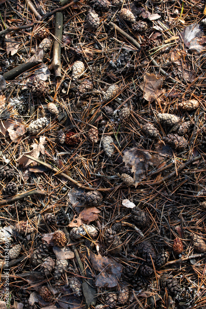 pine cones in the forest, top view, vertical.