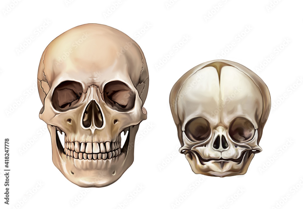 Child and adult skull anatomy, Liliya Foto, Poster, Wandbilder bei 