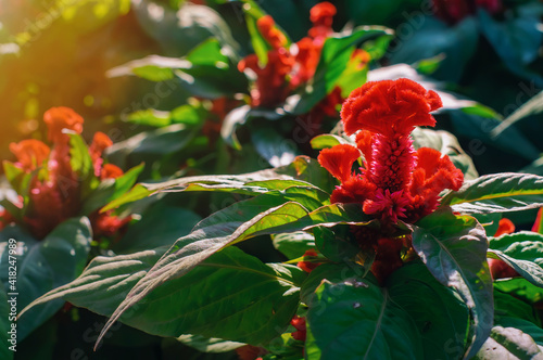 Red cockscomb flower (Celosia argentea) in the garden