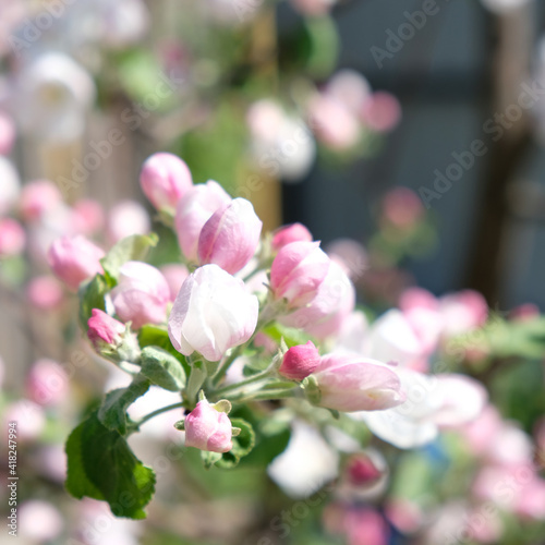 branch blossom apple tree and blue sky © EkaterinaVladimirova