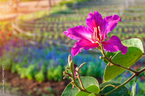 Close up beautiful blooming pink bauhinia purpurea flower of butterfly tree on branches with nature background.