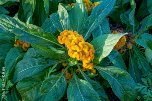 Cockscomb flower (Celosia argentea) in the garden