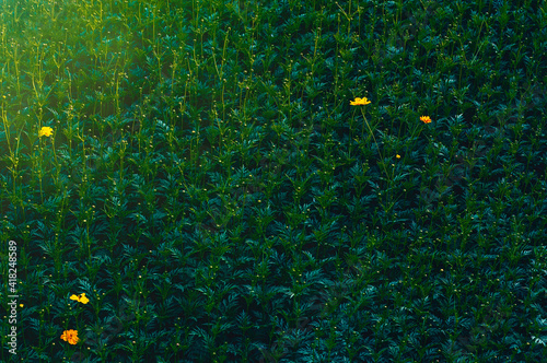 Cosmos flower field and dark green meadow plant texture for background with warming sunshine