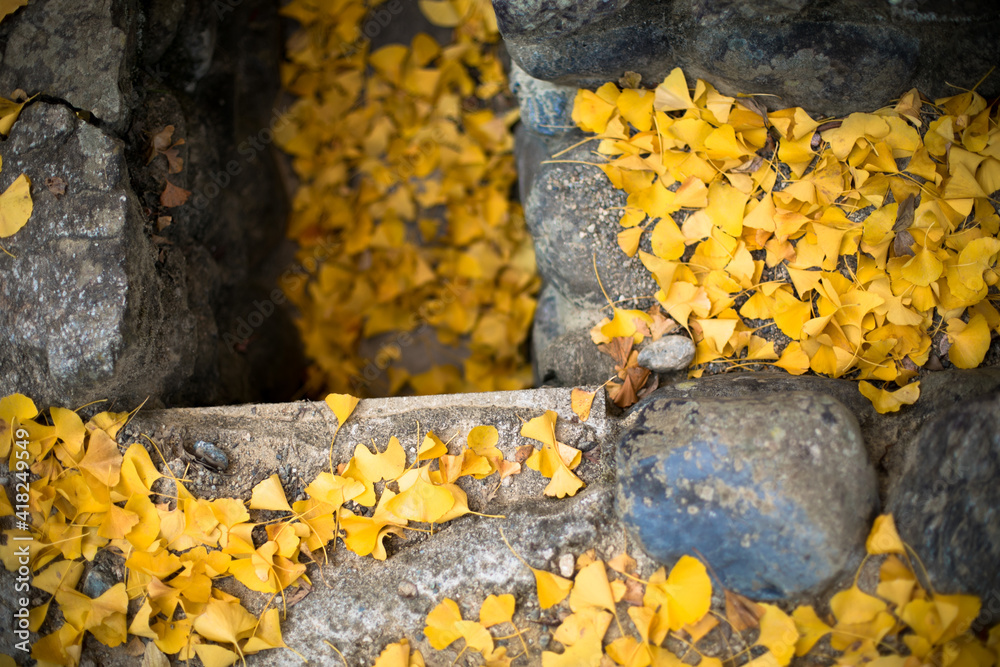 Obraz premium 銀杏の落ち葉 