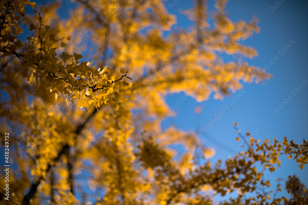 Fototapeta premium 青空を背景に黄色い銀杏の葉