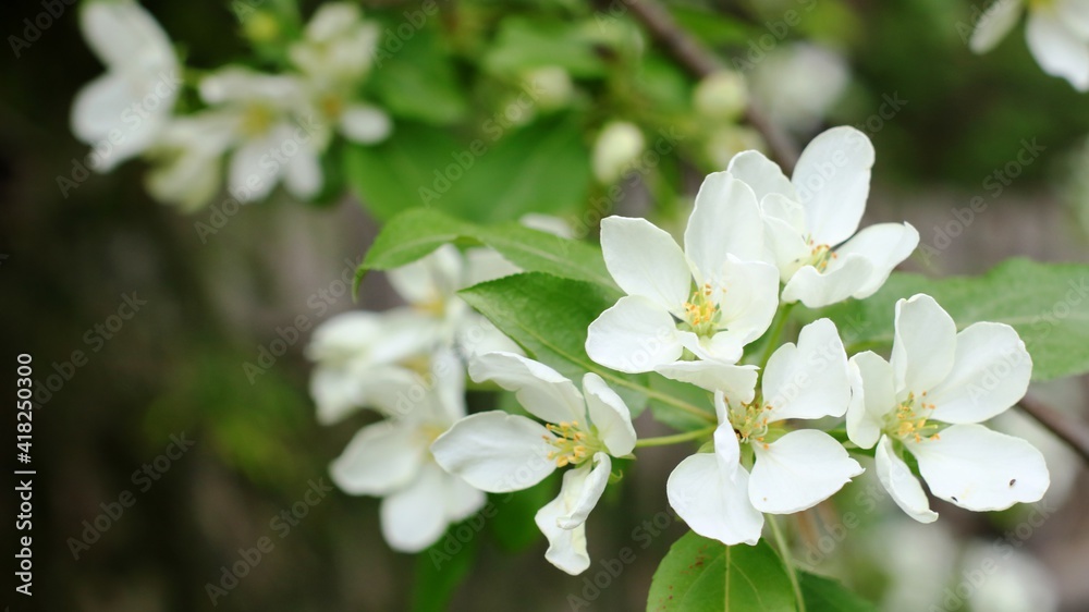 Fototapeta premium blooming twig apple tree isolated on blurred background of spring garden with outlines of wooden fence and white and green branches, spring time background with soft light and copy space