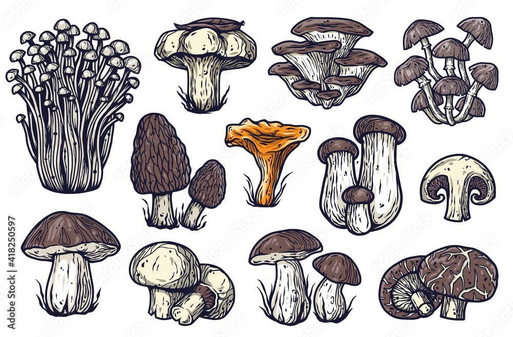 Naklejka Set of mushrooms for food industry. Mushroom elements for vegetarian packaging label. Fungus collection for gourmet menu design with boletus, truffle and champignons