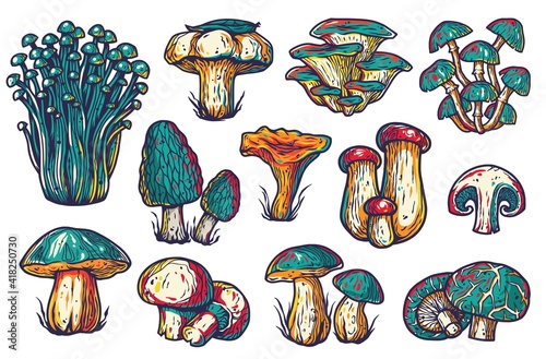 Set of mushrooms for food industry. Mushroom elements for vegetarian packaging label. Fungus collection for gourmet menu design with boletus, truffle and champignons