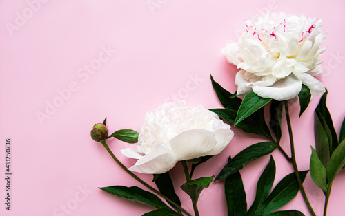 Fototapeta Naklejka Na Ścianę i Meble -  Peony flowers on a pink pastel background
