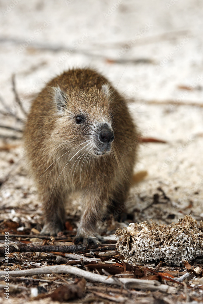 Foto de Desmarest's hutia (Capromys pilorides), also known as the Cuban ...