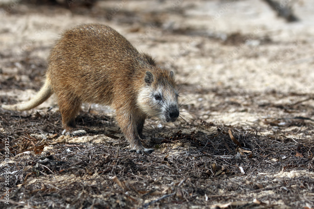 Desmarest's hutia (Capromys pilorides), also known as the Cuban hutia on the beach. A large rare South American rodent on the sand. Desmarest's hutia (Capromys pilorides), also known as the Cuban hutia on the beach. A large rare South American rodent on the sand.