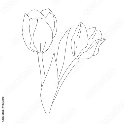 illustration of tulip