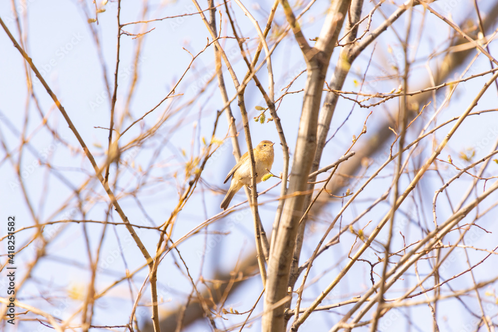 A leaf warbler perched among the branches of some riverside bushes. Taken in Burgos, Spain, in February 2021 A leaf warbler perched among the branches of some riverside bushes. Taken in Burgos, Spain, in February 2021