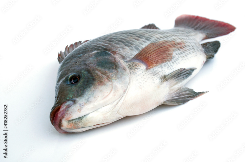 Tilapia fish on white background.Nile tilapia originated from Japan