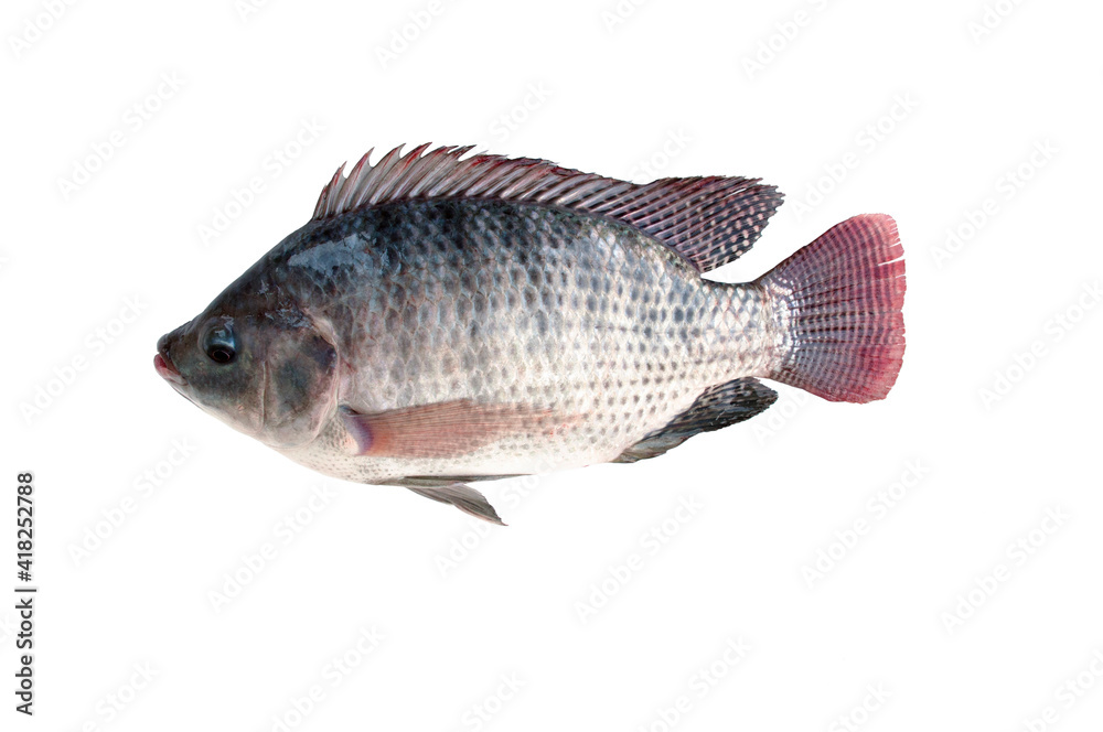 Tilapia fish on white background.Nile tilapia originated from Japan. Tilapia fish on white background.Nile tilapia originated from Japan.