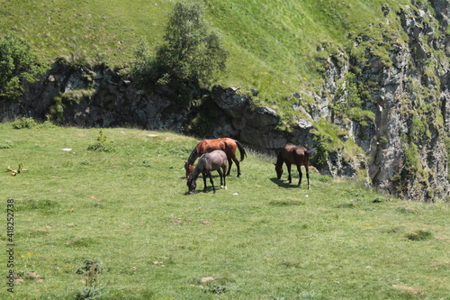 three horses in the field