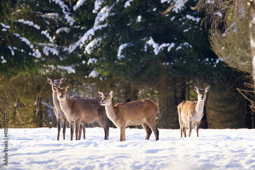 Herd of wild Red deer in winter forest. wildlife  Protection of Nature. Raising deer in their natural environment.