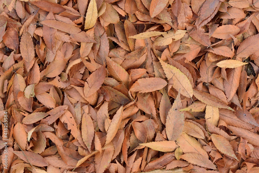 Leaf is Autumn background with red & yellow leaves.( Farm in Taiwan) Leaf is Autumn background with red & yellow leaves.( Farm in Taiwan)
