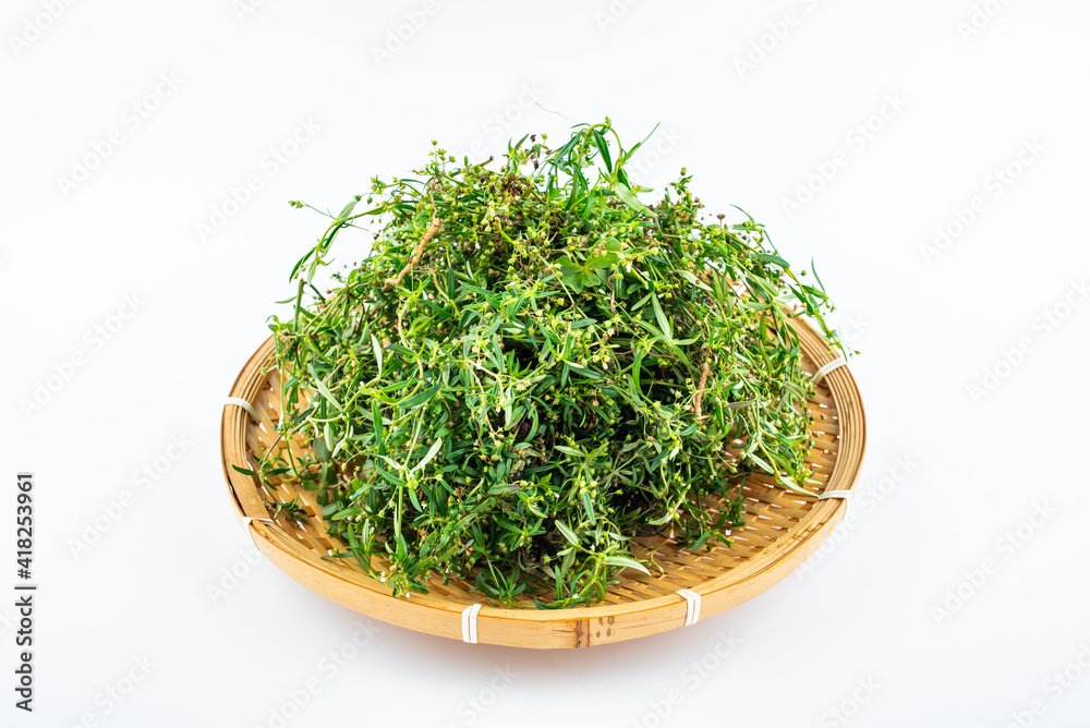 Fresh Chinese Herbal Medicine Snake Grass Fresh Chinese Herbal Medicine Snake Grass