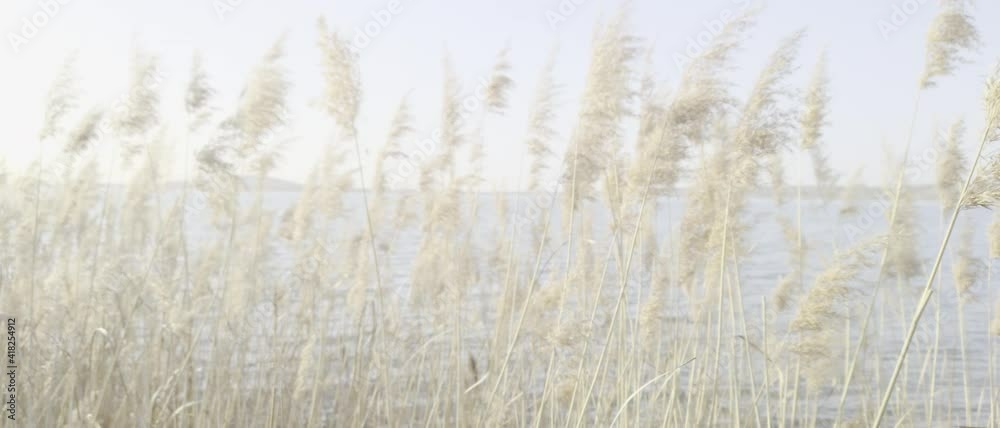 Slow motion of moving reed in bright light Slow motion of moving reed in bright light