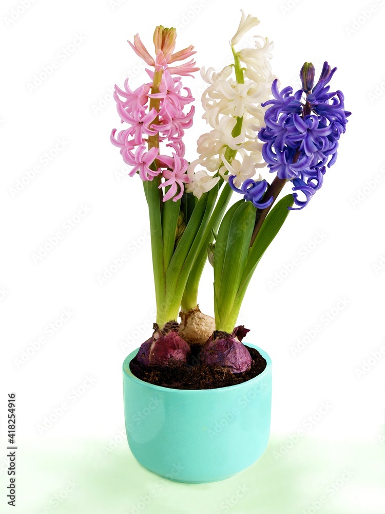 various,multicolor flowers of hyacinth spring plants