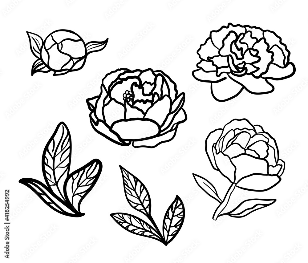 Vector illustratione cute peonies, set black and white isolated on white background for advertising
