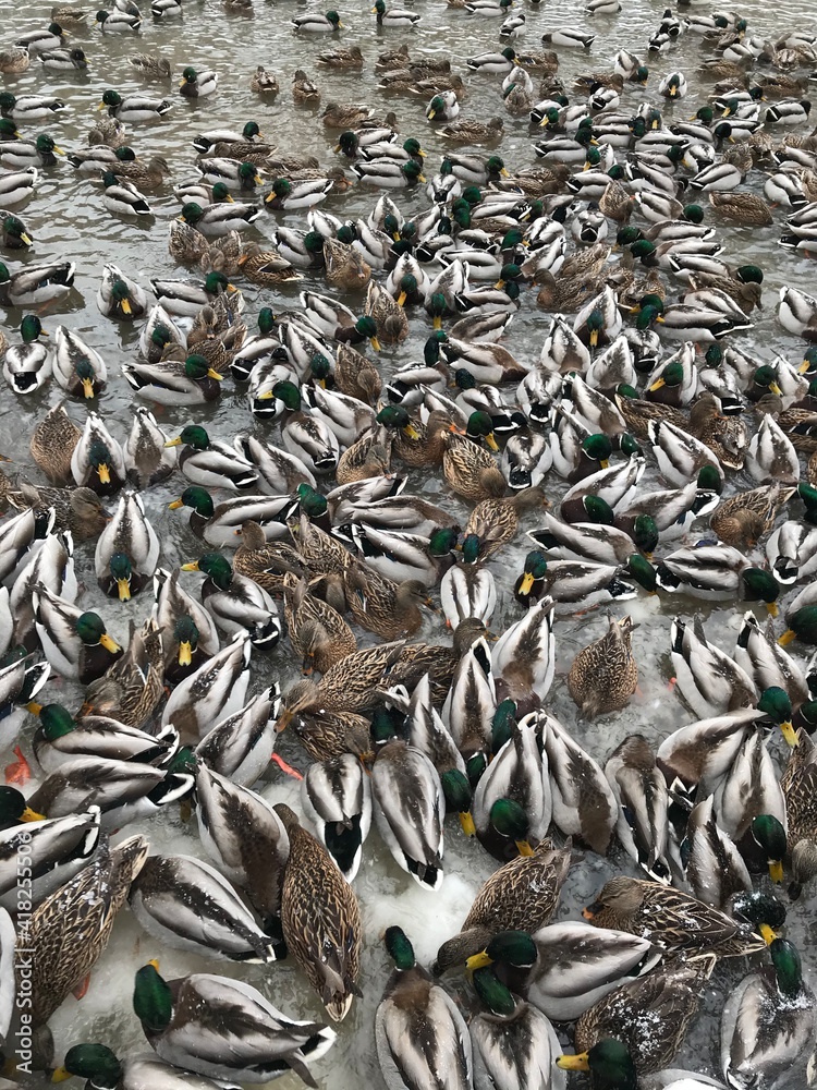 birds wildlife ducks nature pond birds wildlife ducks nature pond