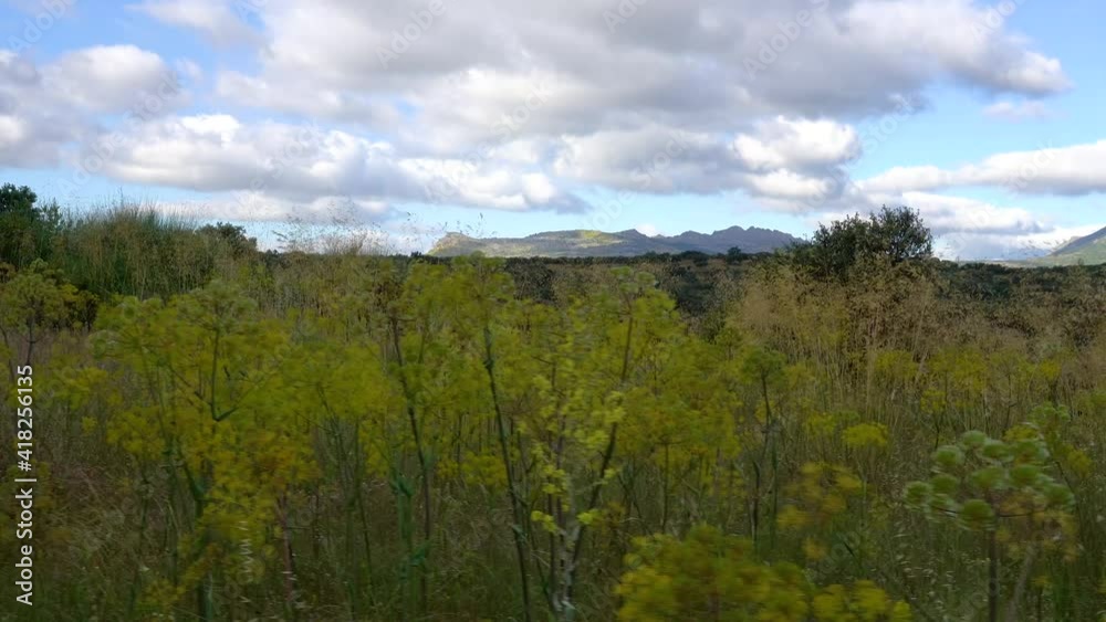 Mediterranean pine forest in spring with tall trees, colorful flowering plants in Madrid. Atazar. Mediterranean pine forest in spring with tall trees, colorful flowering plants in Madrid. Atazar.