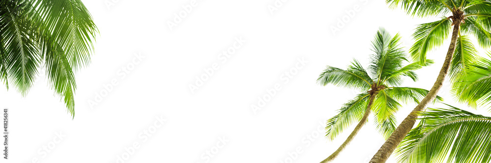 Obraz premium Green palm leaves white background isolated closeup, palm leaf corner border, palm branches frame, palm tree, tropical foliage banner, exotic pattern, decoration, design element, empty text copy space