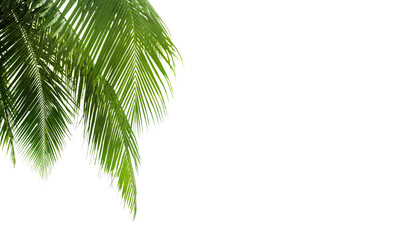 Green palm leaves white background isolated closeup, palm leaf corner border, palm branches frame, palm tree, tropical foliage banner, exotic pattern, decoration, design element, empty text copy space