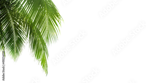 Green palm leaves white background isolated closeup  palm leaf corner border  palm branches frame  palm tree  tropical foliage banner  exotic pattern  decoration  design element  empty text copy space
