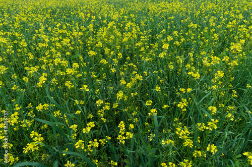 Blooming rapeseed on a farmer's field in the summer closeup (Pskov region, Russia)