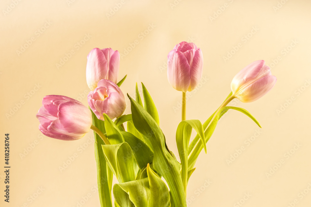 spring pink tulip flowers in glass vase isolated spring pink tulip flowers in glass vase isolated