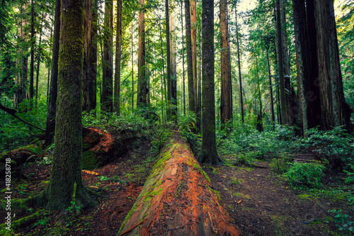 Sunrise in the Redwoods, Redwoods National and State Parks, California