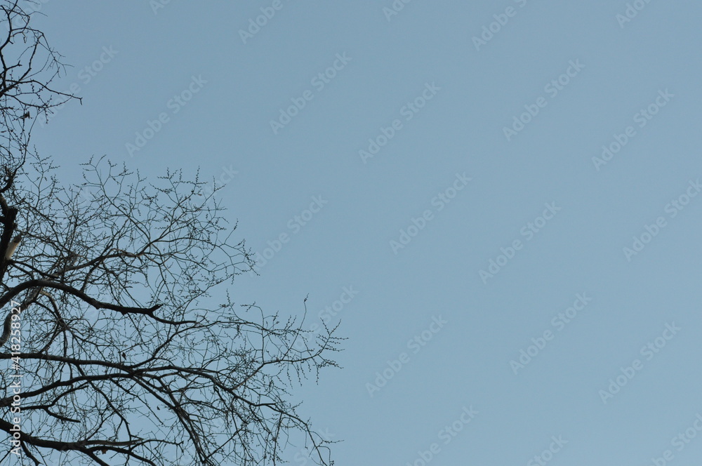 Obraz premium Trees in winter against the blue sky